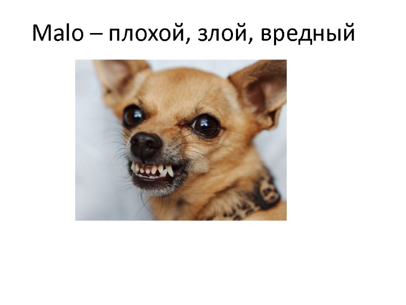 Malo – плохой, злой, вредный